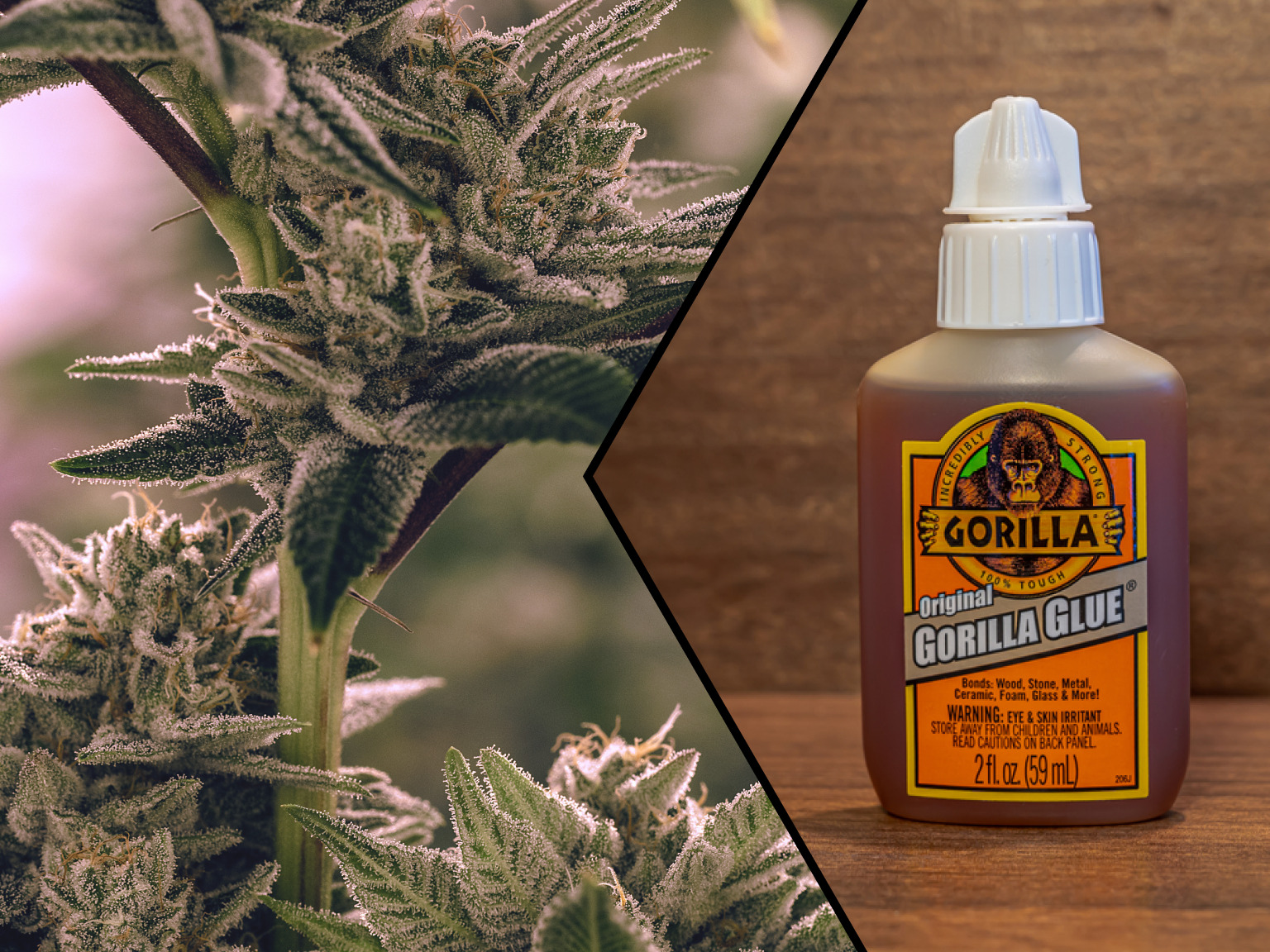 Gorilla Glue vs. Gorilla Glue
