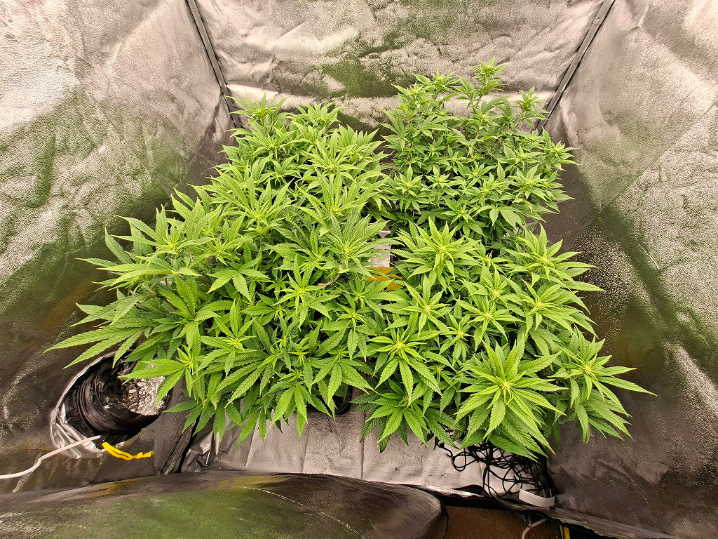 Grote kweektent ruimte