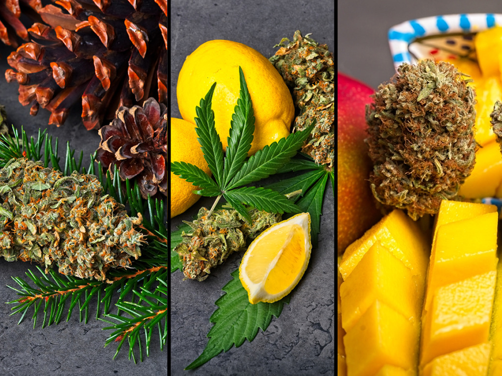 Super Silver Haze terpenen