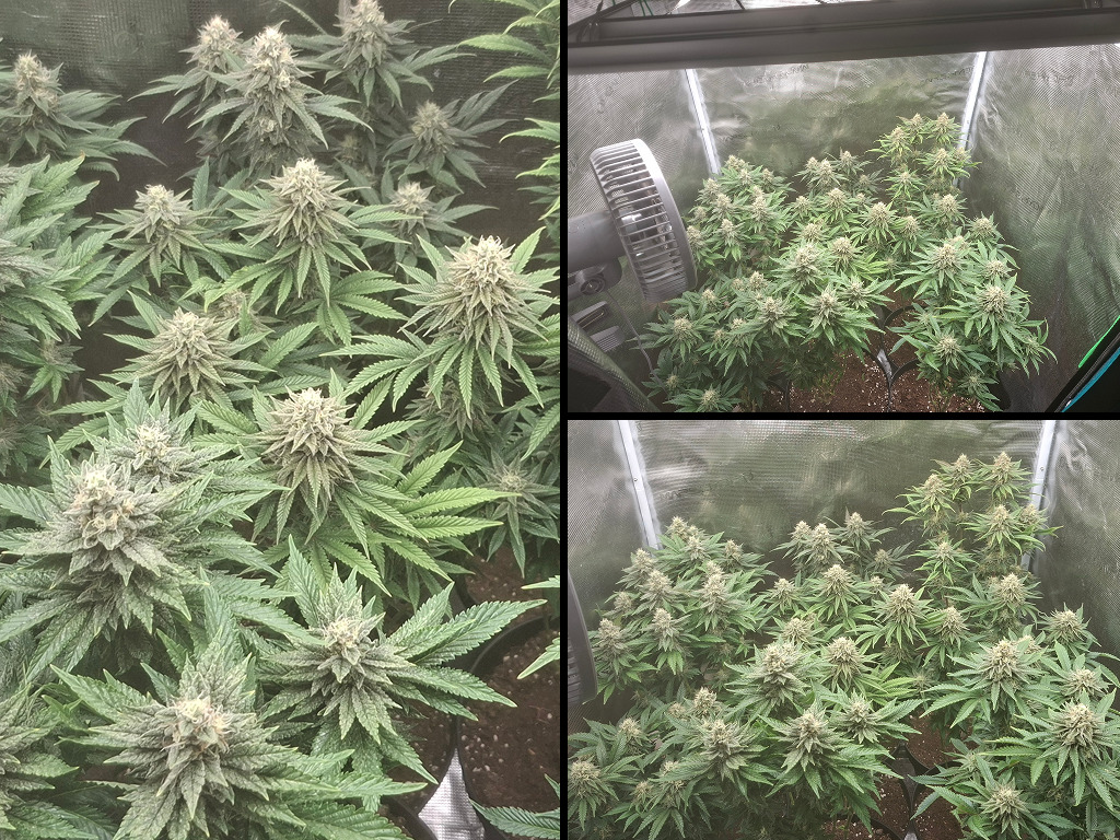 Kweektent Jeffrey Kemper