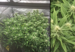 Grote kweektent met 4 wietplanten