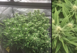 Grote kweektent met 4 wietplanten