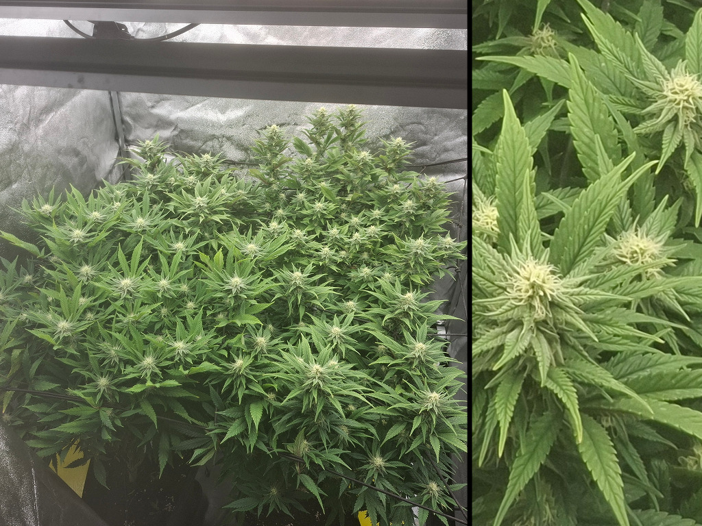 Grote kweektent met 4 wietplanten