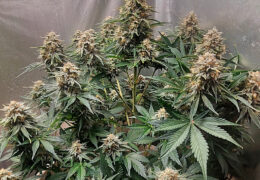 Sherbet Queen Autoflower