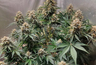 Sherbet Queen Autoflower