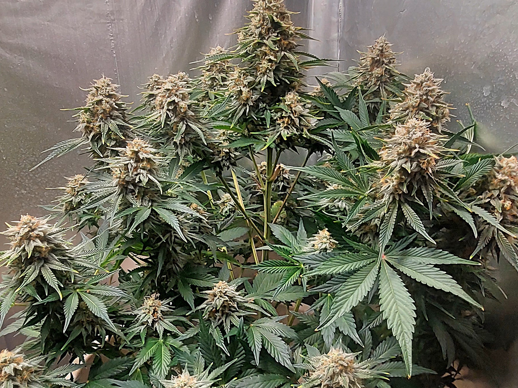 Sherbet Queen Autoflower