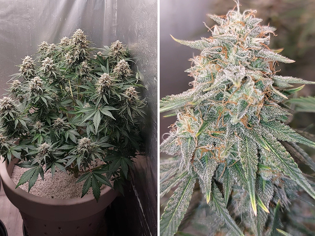 Sherbet Queen Auto in bloei