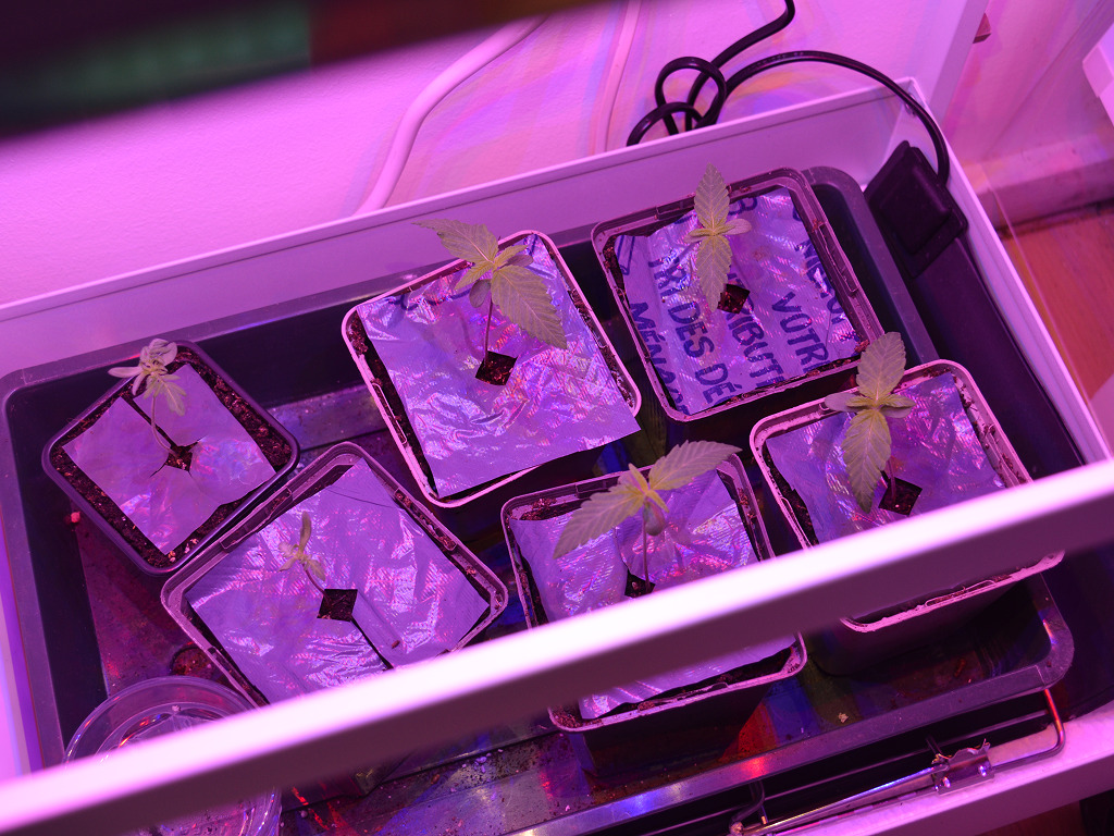 Somari en Frosty's Purple Freak