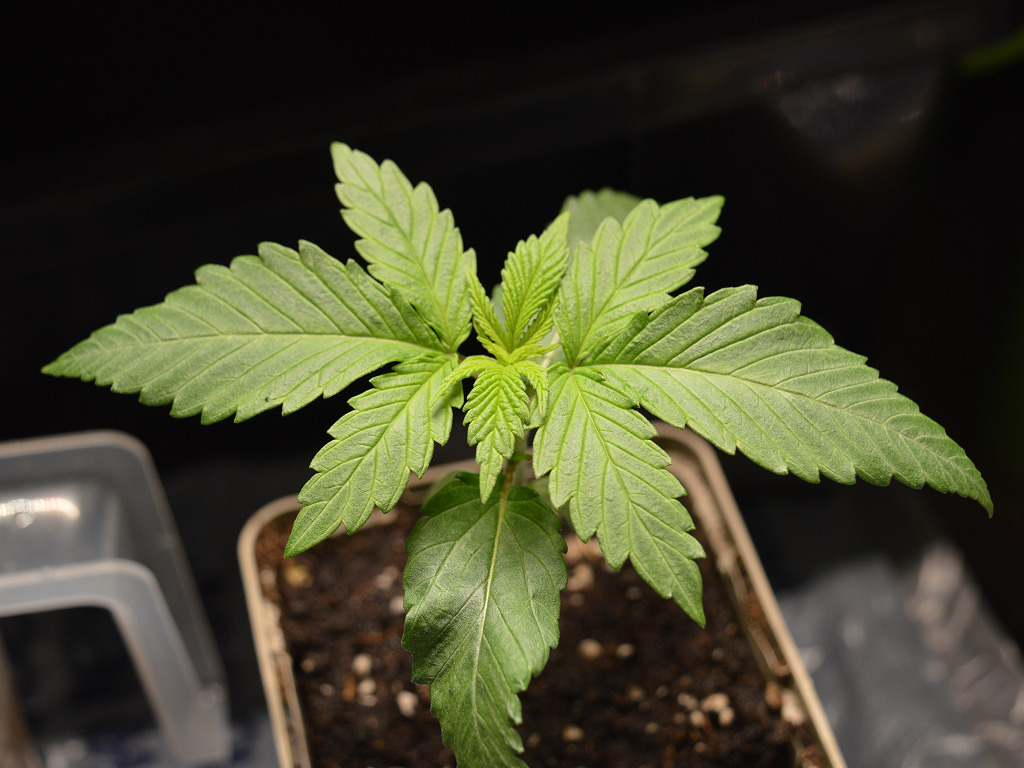 Somari van Soma Seeds