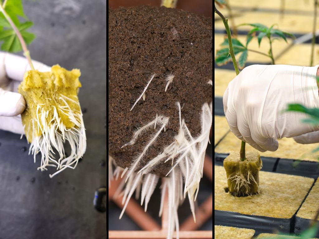 Stekken met goede root score