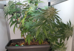 Thunder Banana staat te droog