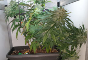 Thunder Banana staat te droog