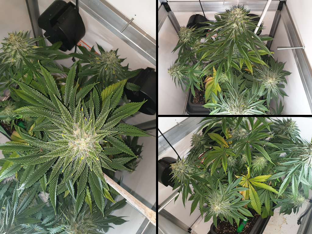 Thunder banana herstel