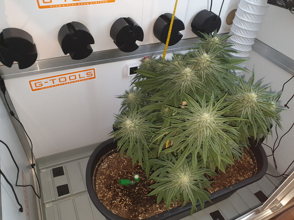 Thunder Banana in bloei