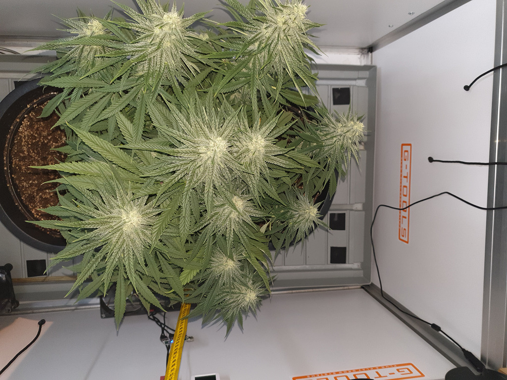 Thunder Banana van boven gezien