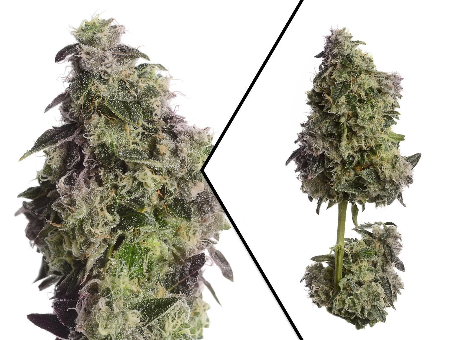 White Choco Runtz van Amsterdam Genetics