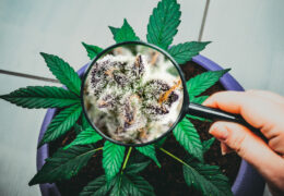 wiet sneller oogsten