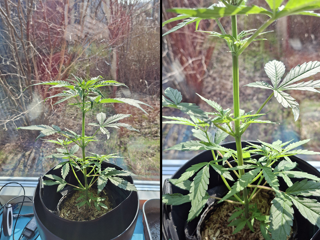 Winterwiet van Wolkenwietje