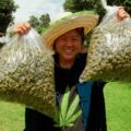 Kakelverse docu >> 'Inside Thailand's Booming Weed Industry'