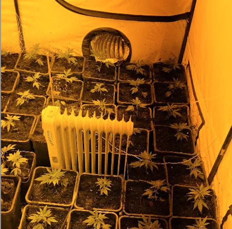 Cannabis foto’s • 5 actuele beelden uit de oorlog tegen wiet (#83)
