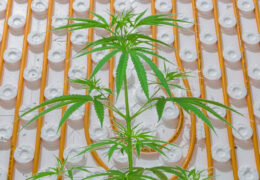 wiet kweektent vloerverwarming