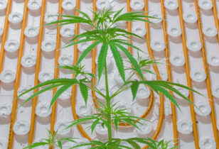 wiet kweektent vloerverwarming