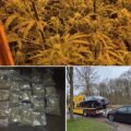 'Oranje' cannabis foto’s • 6 x de NL-oorlog tegen wiet in beeld (#85)