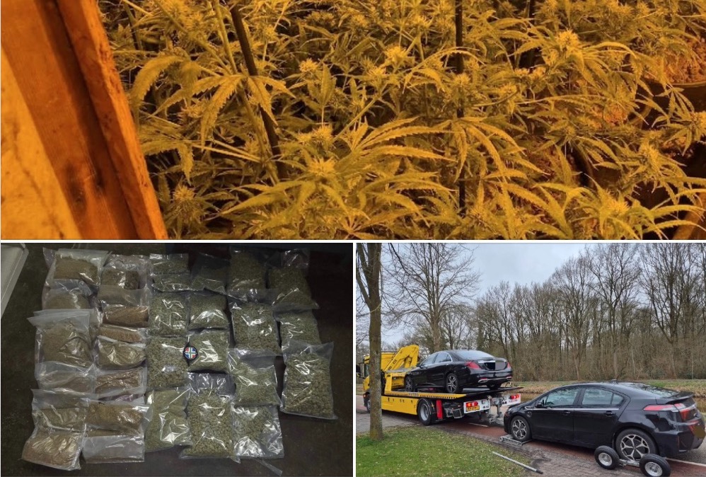 ‘Oranje’ cannabis foto’s • 6 x de NL-oorlog tegen wiet in beeld (#85)