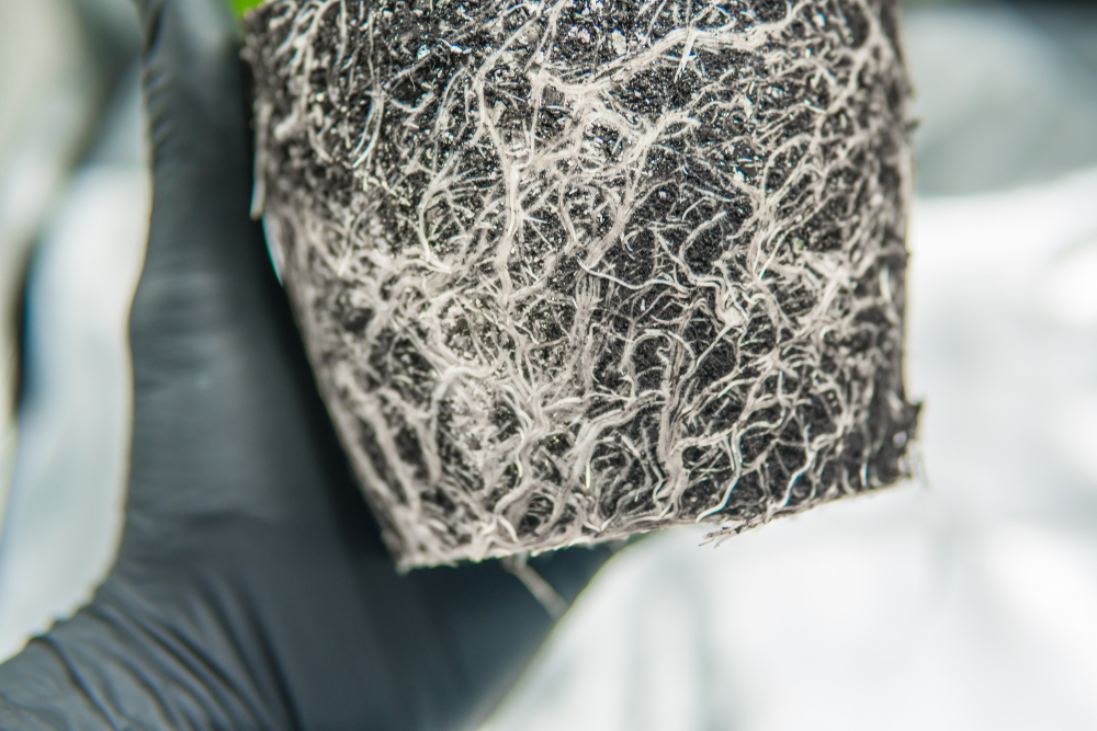 wortels wietplant temperatuur