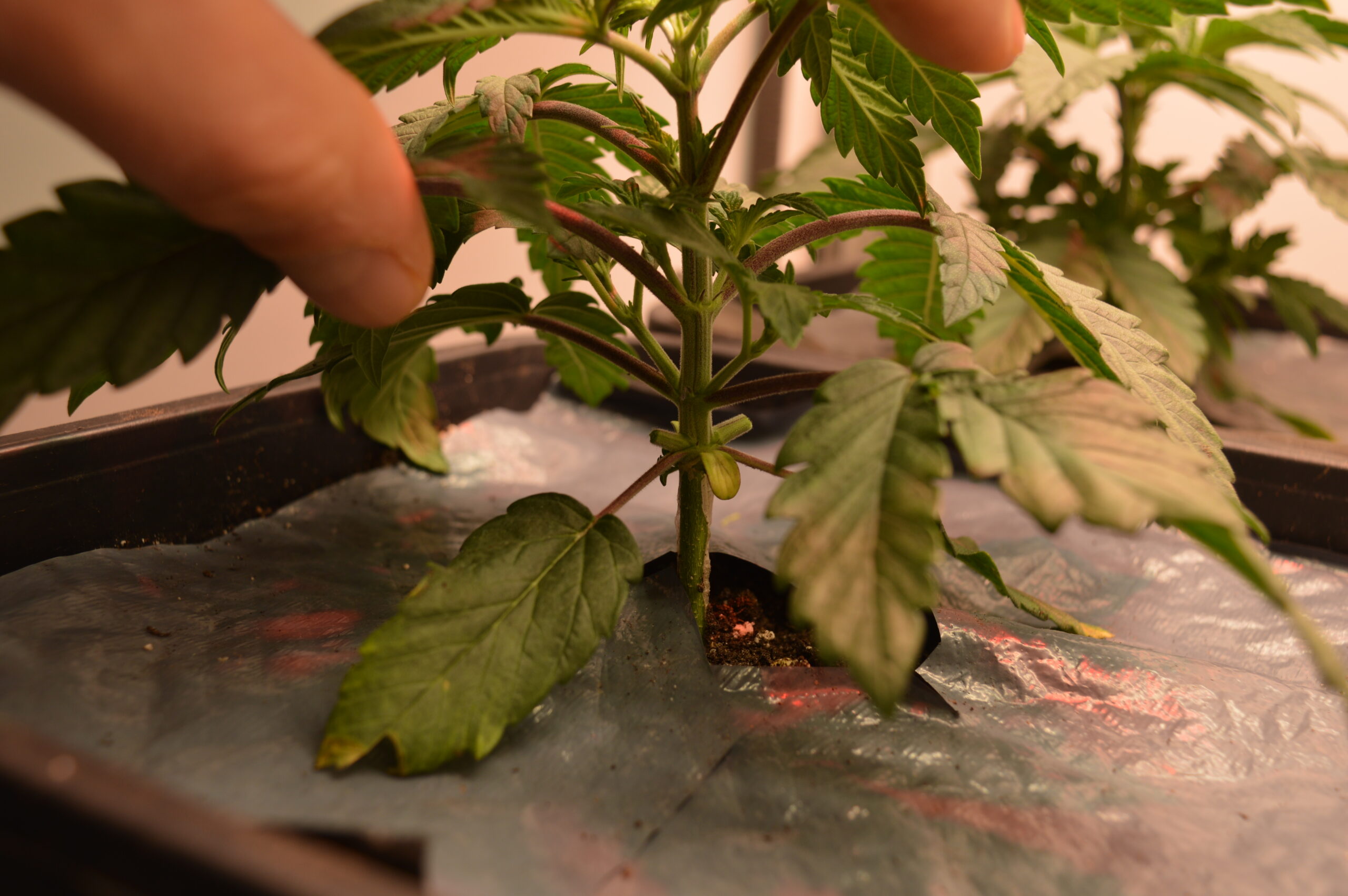 laagste zijtakken weghalen