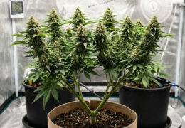 twee keer toppen / double prune