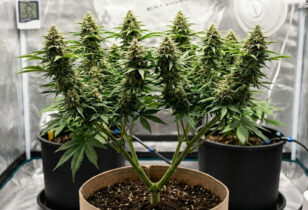 twee keer toppen / double prune