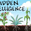 Kijk hoe wonderlijk intelligent (wiet)planten zijn