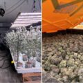 Cannabis foto’s • 5 actuele beelden uit de oorlog tegen wiet (#86)