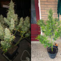 60 Days Grapefruit Auto: razendsnel van zaad naar grapefruitwiet