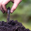 Onderzoek: wietplanten kiezen zelf hun eigen bacteriën