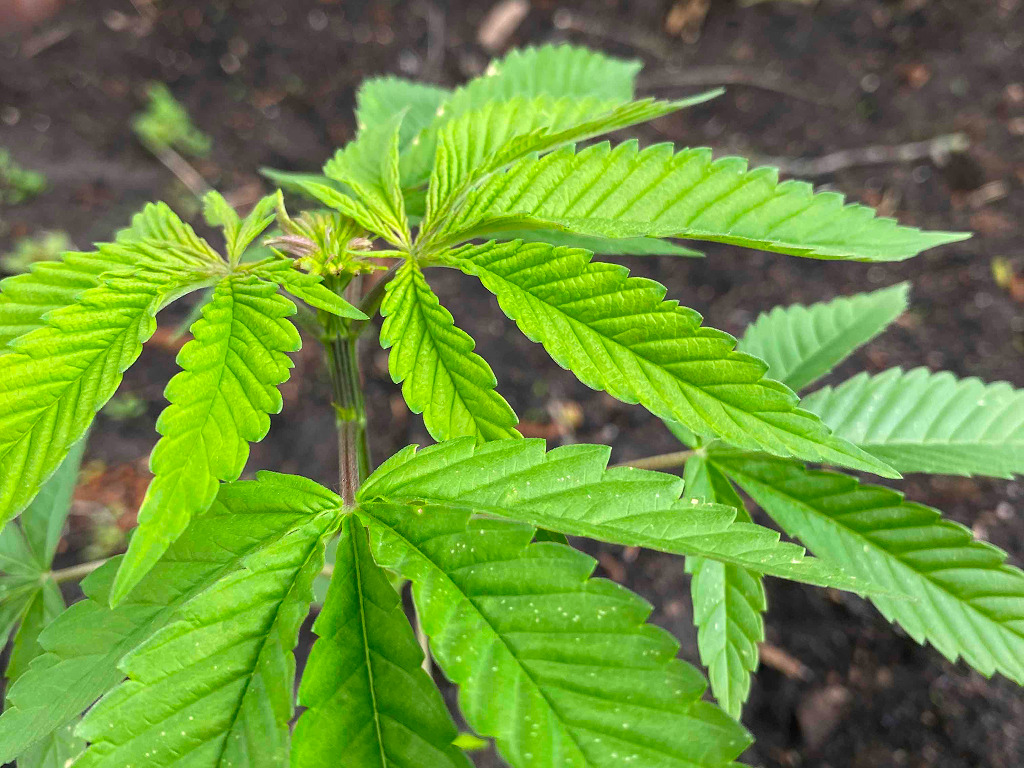 De gefimde top van de Fruity Durban.