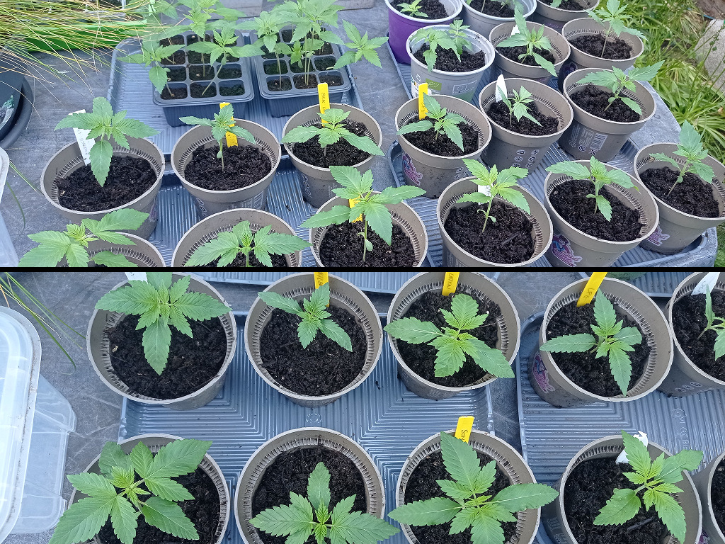 Mooie jonge wietplanten. Het lijken er veel maar er zullen veel plantjes afvallen.