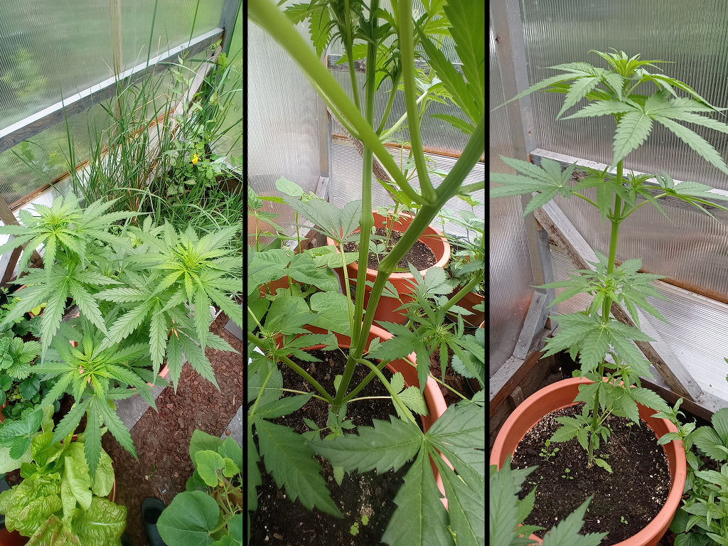 Drie staande cannabis planten van Davutz buiten in potten, begin mei 2026