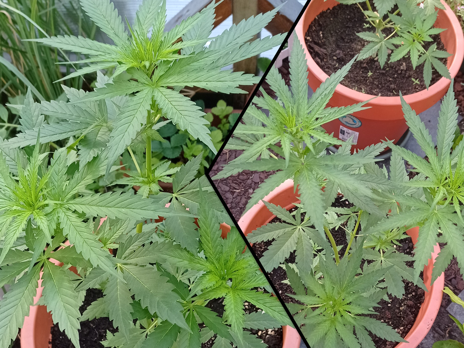 Schaaltjes met ontkiemende cannabis zaden van Davutz, waaronder Erdbeer, Fruity Durban, Somari en Jack Herer