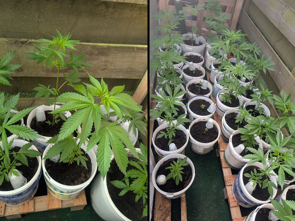 F&M Kweekmaatjes' eerste set buitenwiet plantjes tijdelijk naast elkaar gezet voor een groepsfoto in de tuin.