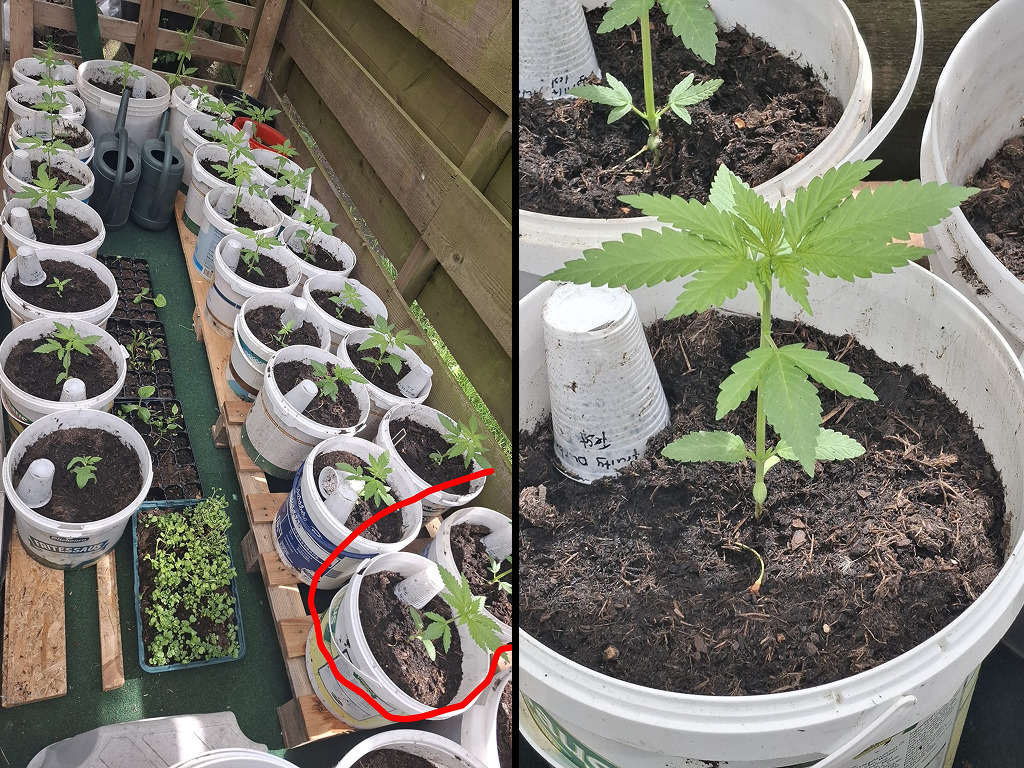 Overzicht van cannabis planten en zaailingen van F&M Kweekmaatjes, met omcirkelde Fruity Durban en Gorilla Automatic