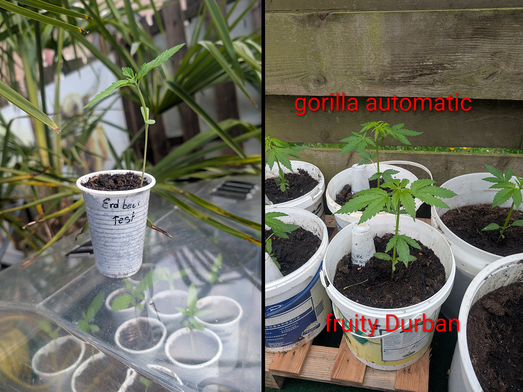 Links Erdbeer, rechts Fruity Durban en Gorilla Automatic