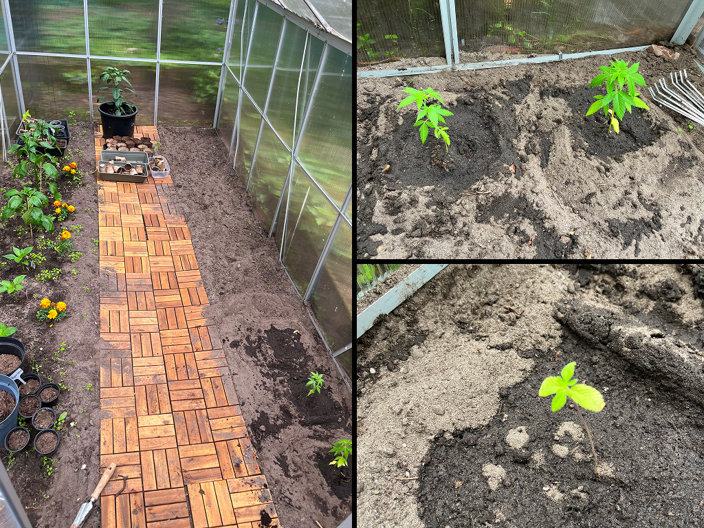 Gorilla Automatic zaailingen in de volle grond en Fruity Durban planten in de kas bij Hannes, eerste update buitenwiet-seizoen 2026