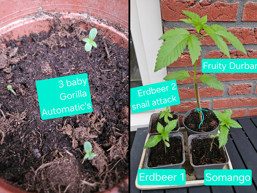 Jonge Fruity Durban, Somango en Erdbeer zaailingen van Luuk in kleine potten, vroeg groeistadium