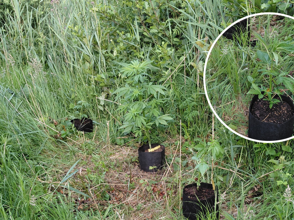Mike's guerrilla spot met Erdbeer vooraan in cirkel, twee Fruity Durbans in het midden en Gorilla Automatic achteraan, alle vier in de grond.