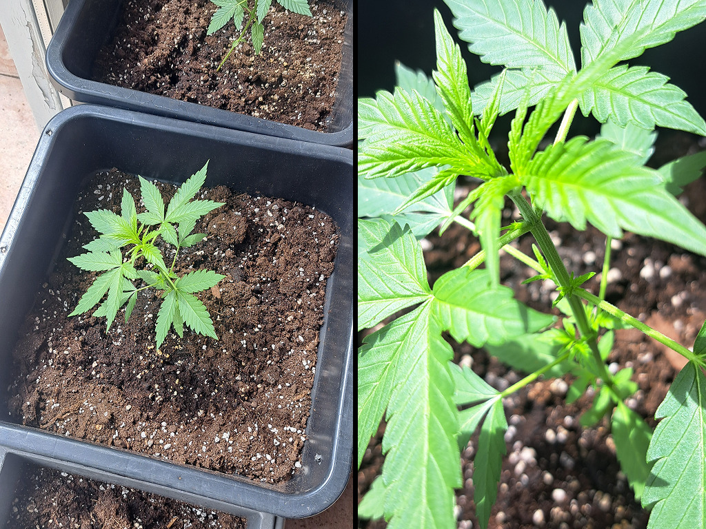 Drie Gorilla Automatic zaailingen van Poldergoud420 klaar voor hun eerste voeding, nog binnen
