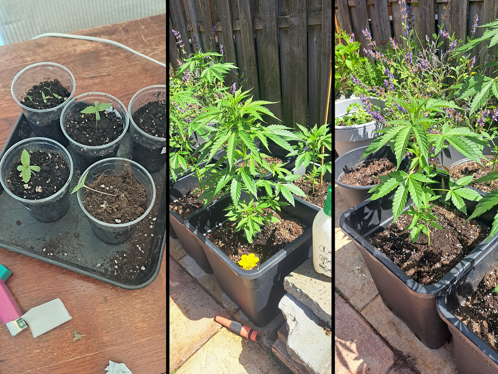 Poldergoud 420's Erdbeer zaailing links naast een geknakte Fruity Durban; de grotere Gorilla Automatics rechts genieten van de buitenlucht.
