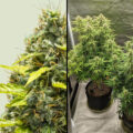 Royal Runtz Auto: zoete autoflower & 19% THC in maar 10 weken tijd!