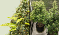 Royal Runtz Auto